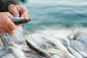 На Кубани браконьер выловил 1,5 тысячи рыб различных пород