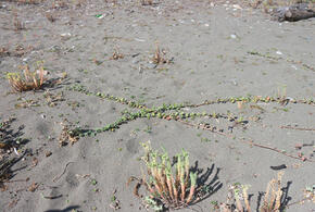 По пляжам Сочи распространяется ядовитое растение