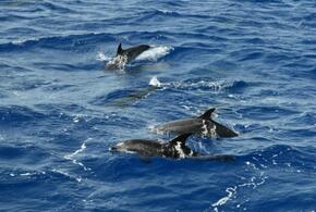 Под Анапой обнаружена многочисленная стая дельфинов ВИДЕО