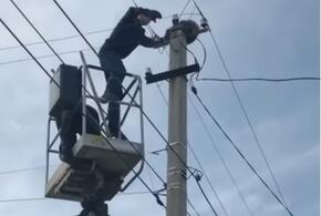 В Краснодарском крае енот забрался на столб электропередач ВИДЕО