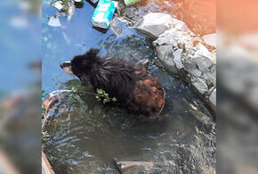 В Новороссийске собака просидела два дня в русле реки ВИДЕО