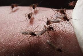 Жители Краснодарского края жалуются на нашествие комаров ВИДЕО