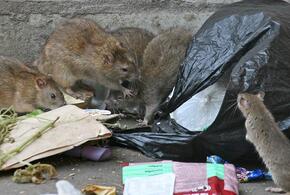 Голодные крысы штурмуют пляжи Новороссийска 