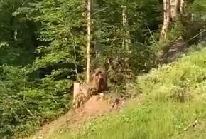 В горах Сочи замечены медведица с медвежатами ВИДЕО