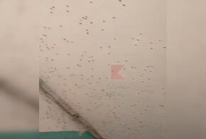 В Краснодаре подъезд дома облепили мухи ВИДЕО