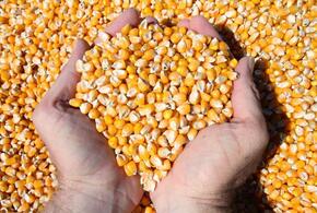 В Краснодарском крае кукурузу едва не посеяли с амброзией