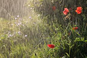 В Краснодарском крае последняя неделя июня начнется с дождей