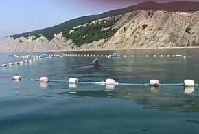 В море у Новороссийска в сети попали дельфины ВИДЕО