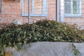 Две тысячи кустов мака изъяли у жителя Краснодарского края