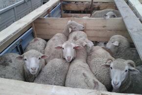 На Кубани 50 овец перевозили без ветеринарных документов