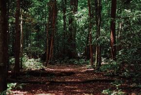 На Кубани до 6 августа ограничили посещение лесов
