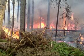 На Кубани в 41 районе возможны сильные пожары