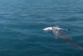 Под Геленджиком самка дельфина долгое время не покидала мертвого детеныша ВИДЕО