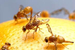 Россельхознадзор предупредил, что урожаю плодов угрожает азиатская муха