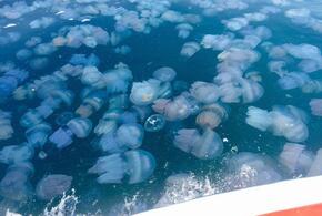 Специалисты назвали причину «медузных вечеринок» в Азовском море