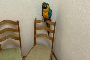 В Анапе попугай ара зарабатывал деньги для своего хозяина