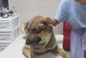 В Новороссийске неизвестные расстреляли собаку из дробовика