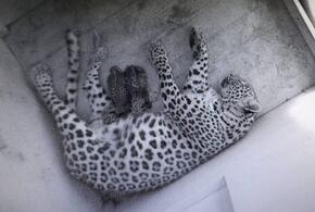 В Сочинском нацпарке на свет появились два детеныша леопарда