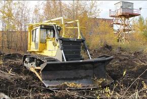 Житель Кубани уничтожил в крымском лесу более полусотни деревьев