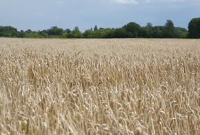 Из Краснодарского края пытались вывезти 2200 тонн пшеницы, зараженной вонючим грибком