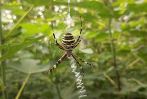 Кубанцев пугают ядовитые пауки-осы