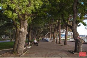 Мэрия Геленджика за 5 миллионов посчитает деревья в городе