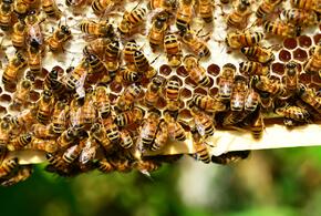 В Краснодарском крае зафиксировали массовую гибель пчел