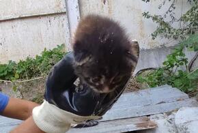 В Новороссийске спасатели вытащили котенка, упавшего в колодец