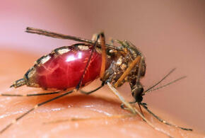 Жителям России угрожают комары-переносчики вируса
