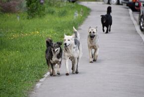 И снова здравствуйте: в Краснодаре пятьсот бродячих собак вернули на улицы