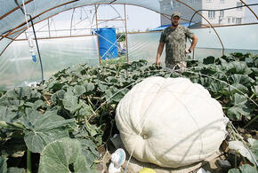 Кубанский фермер вырастил тыкву весом более полутонны