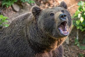 На Красной поляне медведь напал на туристов