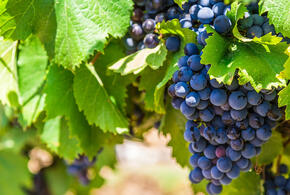 На Кубани Более 20 тонн зараженного винограда вернули в Турцию  