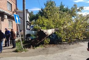 В Армавире ветер повалил деревья и порвал электропровода