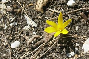 В горах Краснодарского края найден уникальный цветок штернбергия