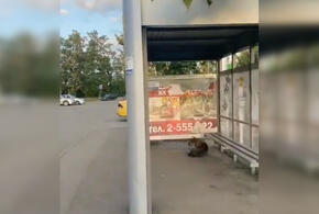 В Краснодаре свора собак оккупировала автобусную остановку ВИДЕО