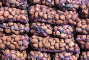 В Новороссийск привезли 24 тонны картофеля с молью
