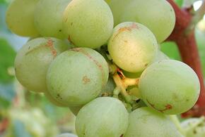 В порту Темрюка задержали 22 тонны зараженного винограда
