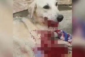 В Сочи возбуждено уголовное дело на живодера, забившего битой собаку 