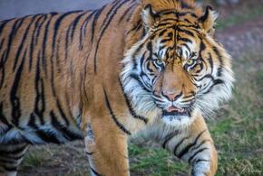 Жительница Краснодара рассказала о сыне, которому откусил палец тигр