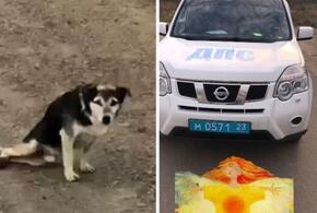 Гаишники из Анапы прославились в соцсетях, спасая пса-инвалида