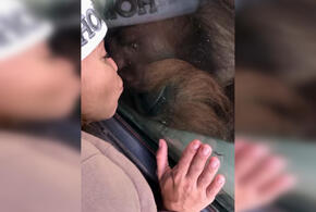 Порно-звезда Беркова попыталась поцеловать обезьяну в Геленджике ВИДЕО