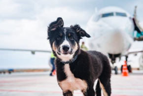 Самолет из Сочи не смог сесть в Воронеже из-за собаки