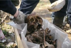 В Динском районе Кубани нашли человеческий скелет