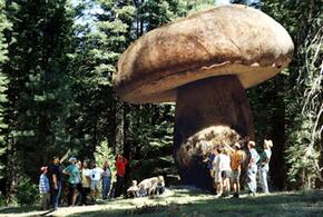 В лесу нашли огромный гриб весом 35 тысяч тонн