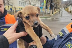 В Новороссийске под капотом иномарки нашли замерзшего щенка