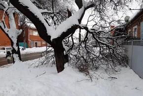 В Краснодаре под тяжестью снега падают деревья и навесы ВИДЕО