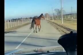 В Крымске на дороге водители повстречали одинокую лошадь ВИДЕО