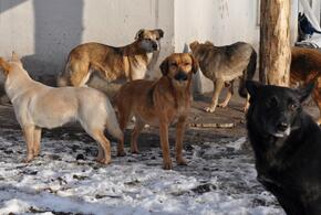 Без паники: власти Краснодара продолжат выпуск бездомных собак