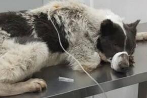 На Кубани неизвестный отравил 12 собак